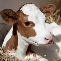Newborn Calves