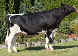 Holstein Taurus